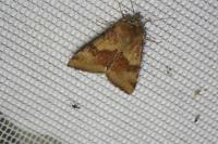 Heliothis viriplaca