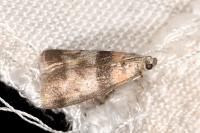 Sciota rhenella