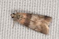 Sciota rhenella