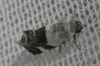 Acontia lucida