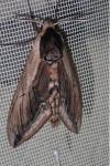 Sphinx ligustri