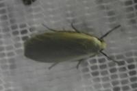 Collita griseola