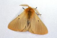 Lemonia taraxaci