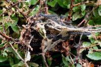 Eriogaster arbusculae