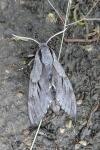 Hyloicus maurorum