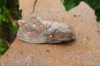 Dendrolimus pini pini