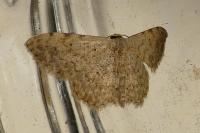 Scopula submutata roseonitens