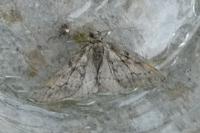Tephronia sepiaria