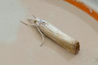 Xanthocrambus delicatellus