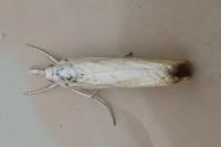Xanthocrambus delicatellus