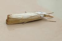 Xanthocrambus delicatellus