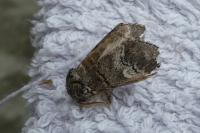 Drymonia querna