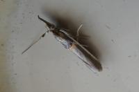 Etiella zinckenella