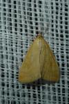 Sitochroa verticalis
