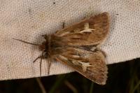 Cerapteryx graminis