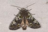 Crypsedra gemmea