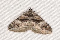 Pareulype berberata berberata