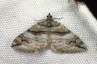 Pareulype berberata berberata