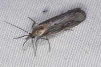 Epischnia ampliatella