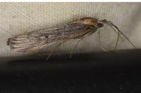 Epischnia ampliatella