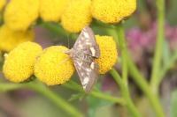 Pyrausta aurata