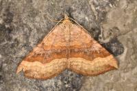 Scotopteryx chenopodiata