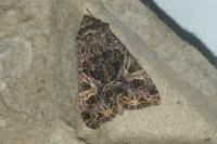 Sideridis rivularis