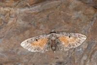 Eupithecia icterata