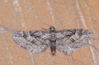 Eupithecia pusillata