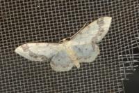 Idaea trigeminata