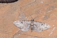 Eupithecia pimpinellata