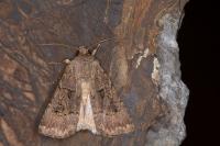 Agrotis bigramma
