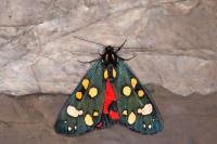 Callimorpha dominula