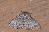 Mesotype didymata