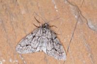Tephronia sepiaria