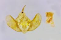 Mesotype didymata