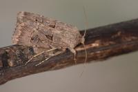 Agrotis bigramma