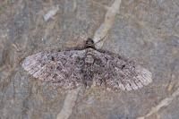 Eupithecia icterata
