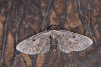 Eupithecia icterata