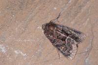 Thalpophila matura