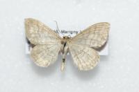 Idaea macilentaria