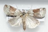 Nycteola siculana