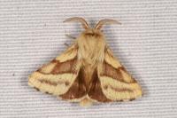 Malacosoma castrense