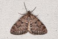 Thera cognata