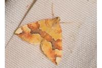 Cidaria fulvata