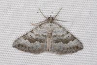 Scotopteryx bipunctaria