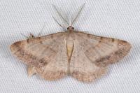 Selidosema brunnearia brunnearia