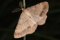 Selidosema brunnearia brunnearia