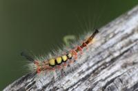 Orgyia antiqua