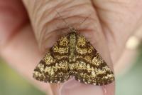 Ematurga atomaria